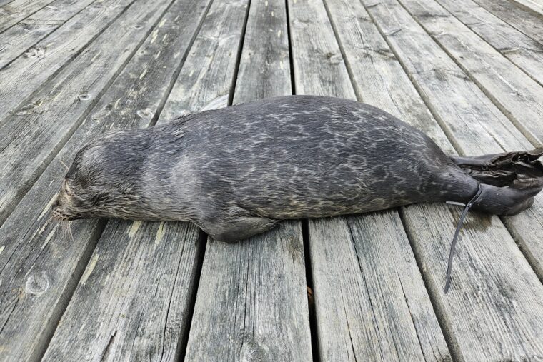 Kuollut kuutti laiturilla.