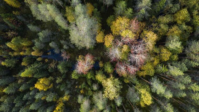 Ilmakuva metsästä, jossa on haapoja.
