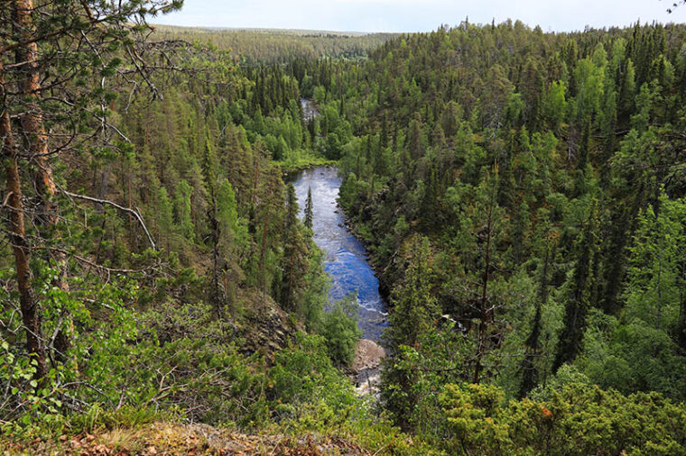 Korkealta rinteeltä otettu valokuva alas kanjoniin, jossa virtaa joki. Kanjonin reunat kasvavat metsää.