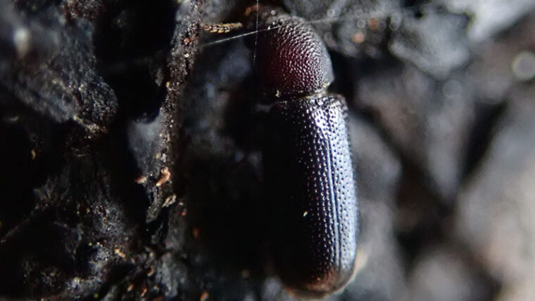Lähikuvassa Havuhuppukuoriainen (Stephanopachys linearis).