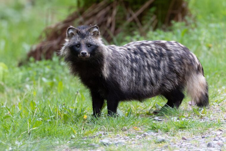 Supikoira katsoo kameraan.