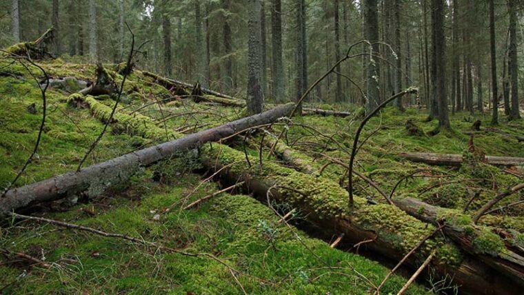 Maapuita vanhassa metsässä.