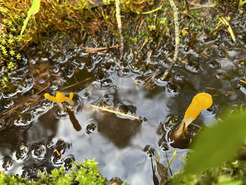 Sammalten reunustaman pienen vesilammikon pinnalla on muutama kirkkaankeltainen nuija.