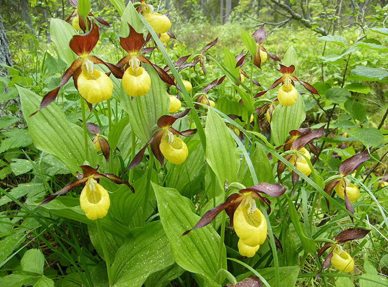 Suurikukkainen orkidea.