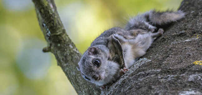 Lähikuva liito-oravasta puunrunkoa vasten.