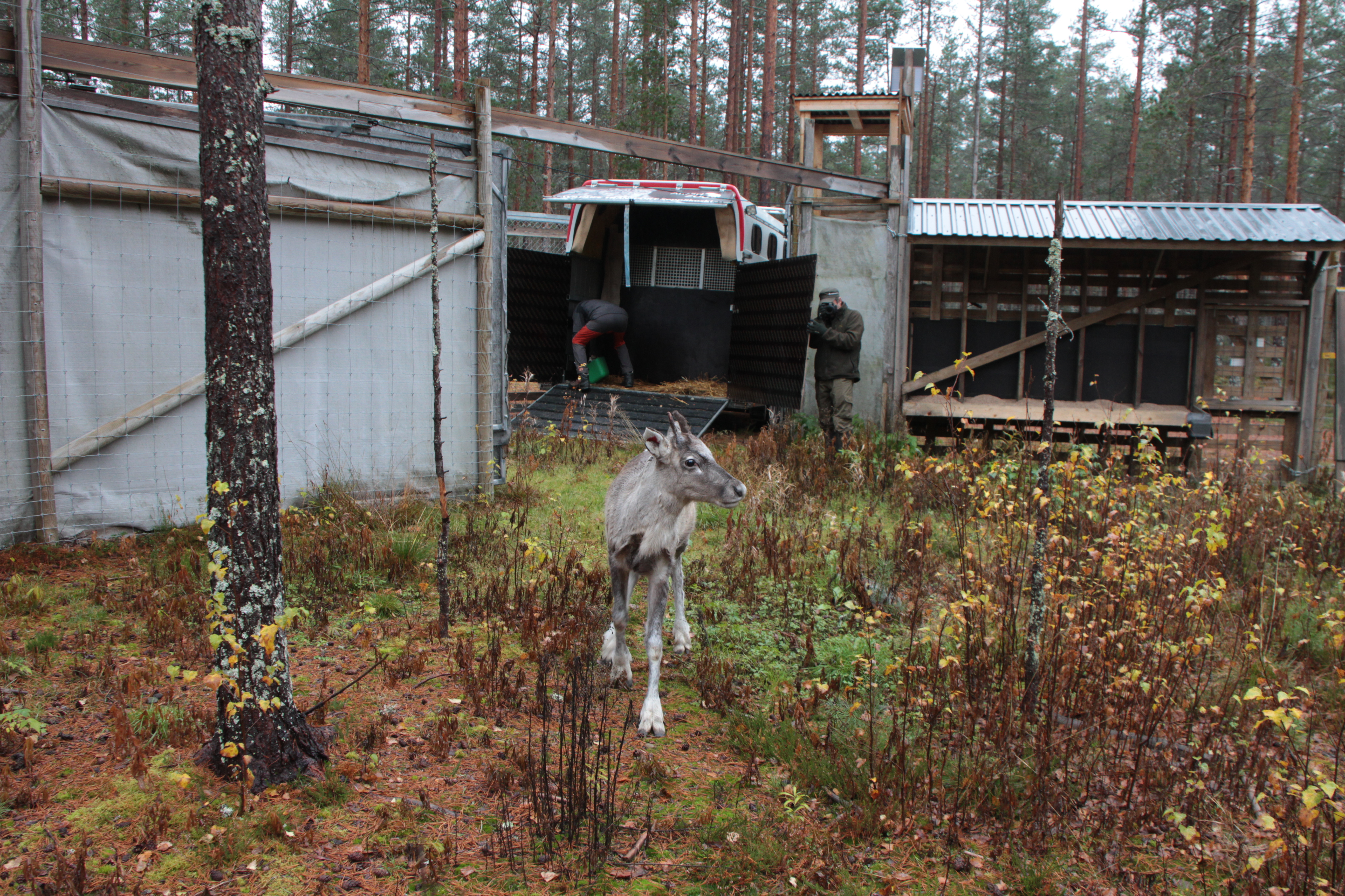 Metsäpeuranvasa kävelee ulos kuljetustrailerista ja katselee ympärilleen.