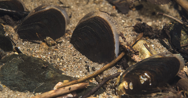 Simpukoita hiekalla kirkkaan veden alla.