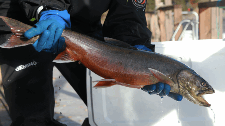 Henkil&ouml; pit&auml;&auml; k&auml;siss&auml;&auml;n isohkoa kalaa, jonka vatsa on punertava.