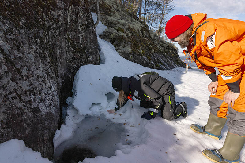 Kaksi henkilöä on kumartuneena rantakallion vieressä olevan osittain romahtaneen saimaannorpan pesäluolan äärellä.