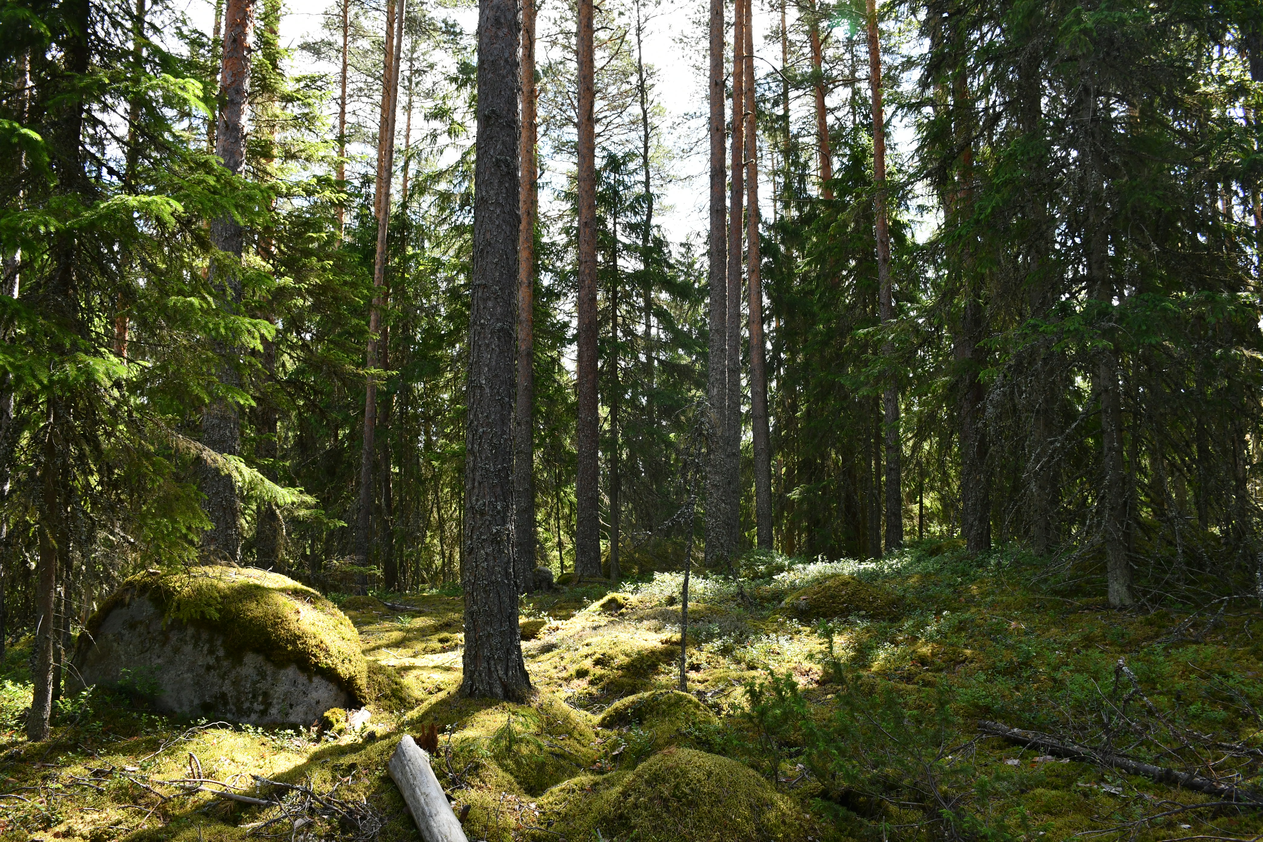 Sammalpeitteistä havupuuvaltaista metsää kesällä, Isompia mäntyjä ja pienempiä kuusia.