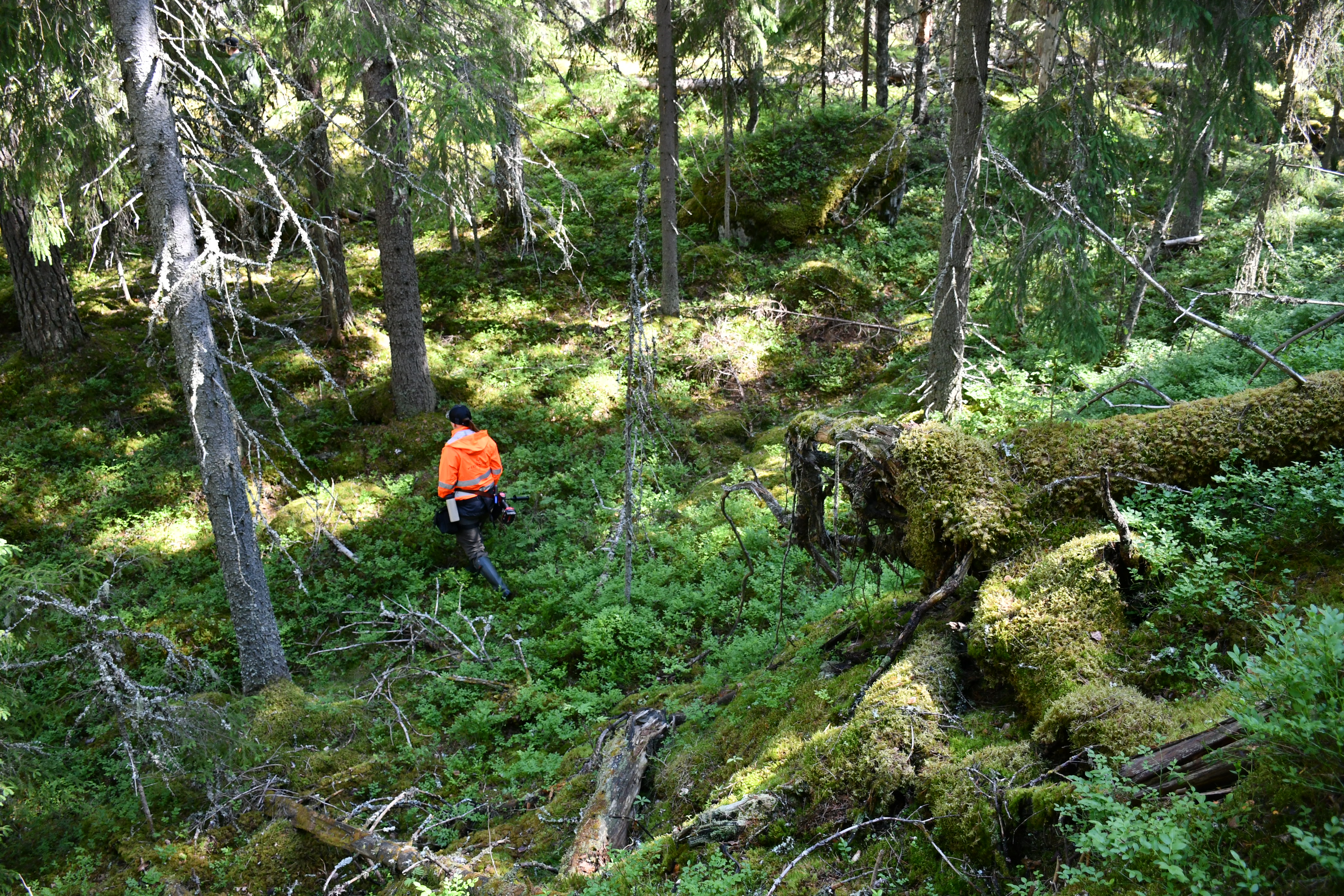 Varpuista havupuuvaltaista metsää kesällä, henkilö oranssissa takissa kävelee keskellä metsää poispäin kamerasta.