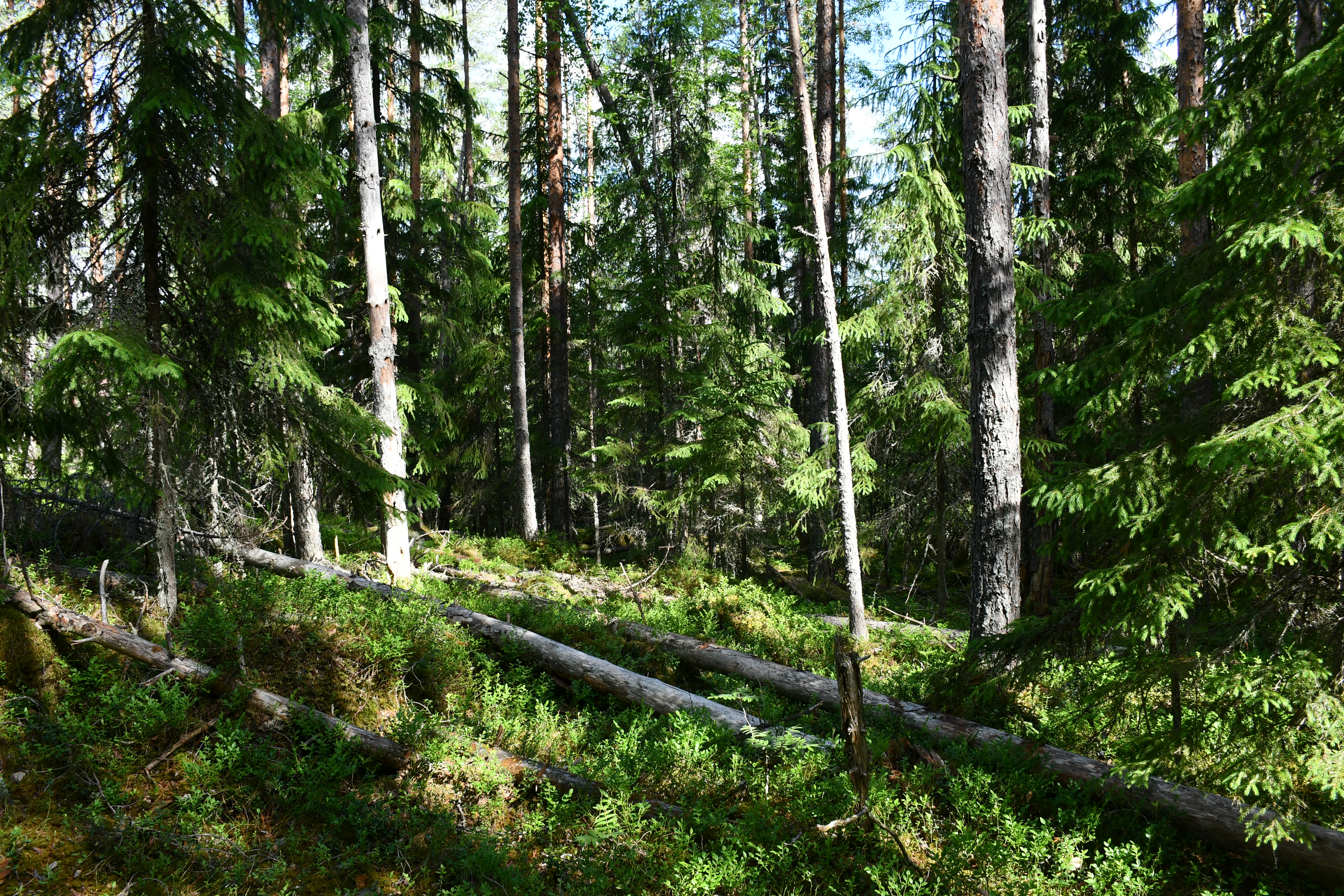 Havupuuvaltaista metsää kesällä, isompia mäntyjä ja pienempiä kuusia, maassa useita kuolleiden puiden runkoja.