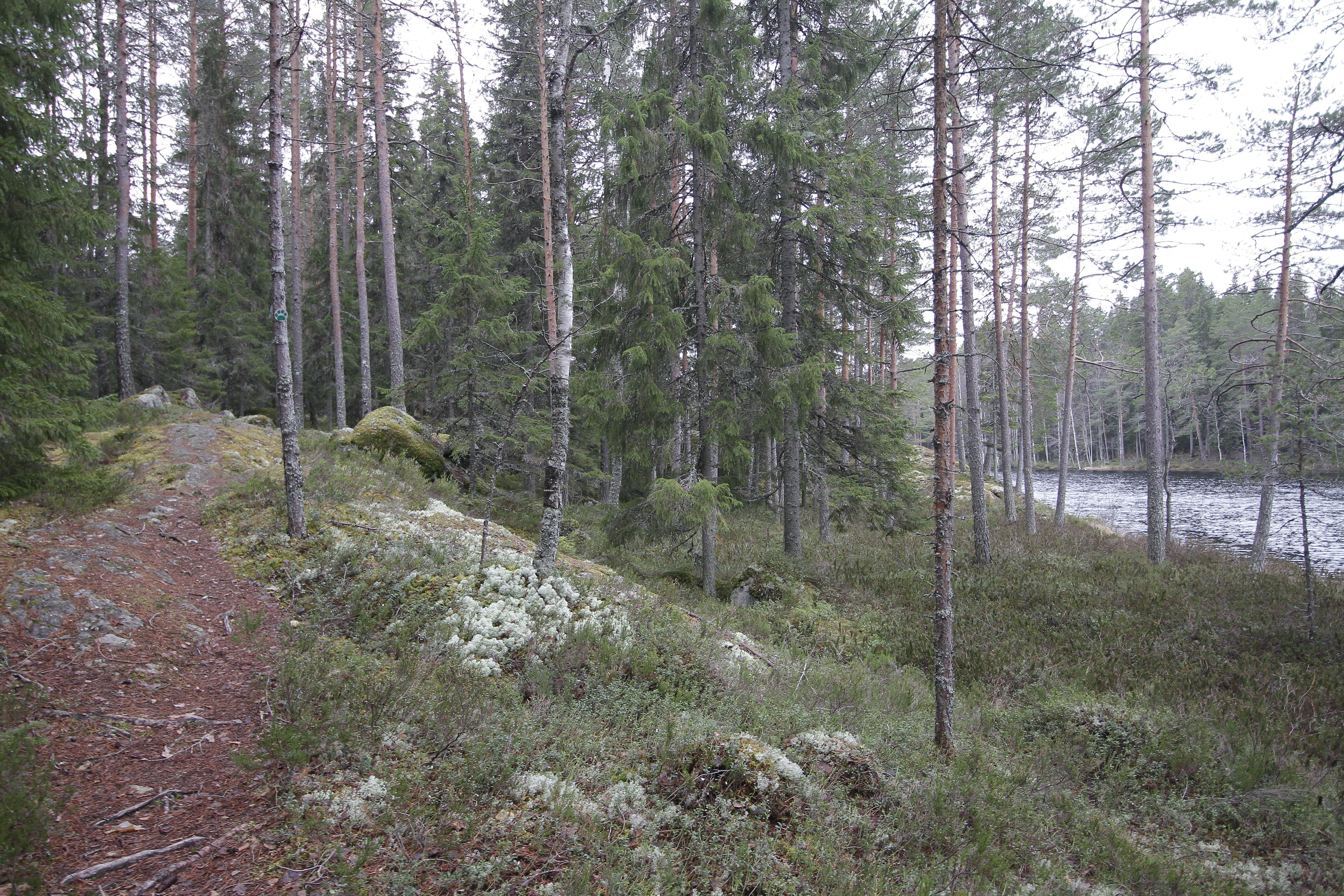 Sekametsää järven rannalla,