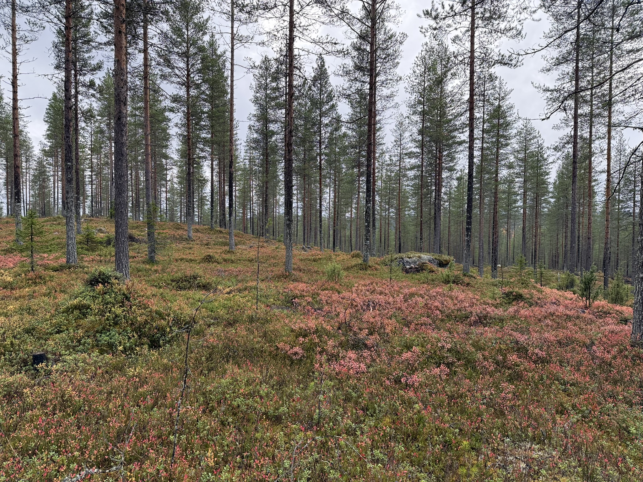 Punaisia musitkanvarpuja harvahkossa kumpuilevassa männikössä