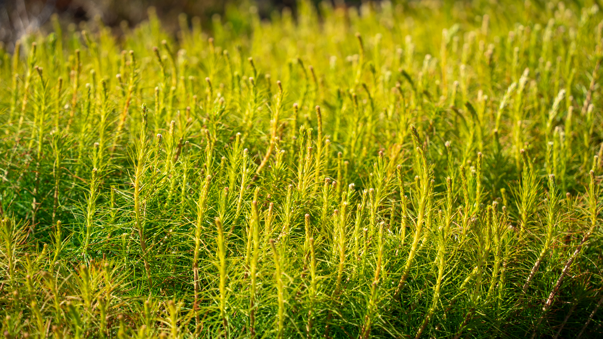 Männyntaimia lähikuvassa.