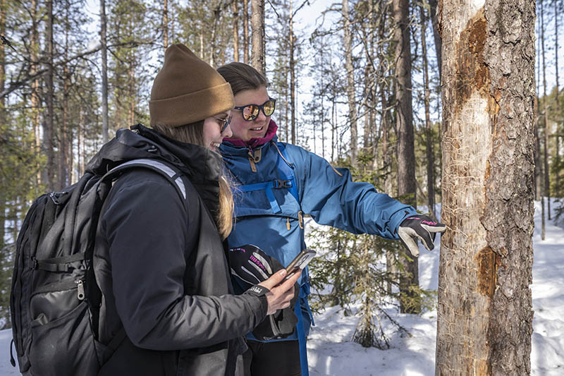 Kaksi retkeilijää seisoo talvisessa metsässä keloutumassa olevan männyn vieressä. Puun rungossa on runsaasti kaarnakuoriaisten toukkien syömäkuvioita.