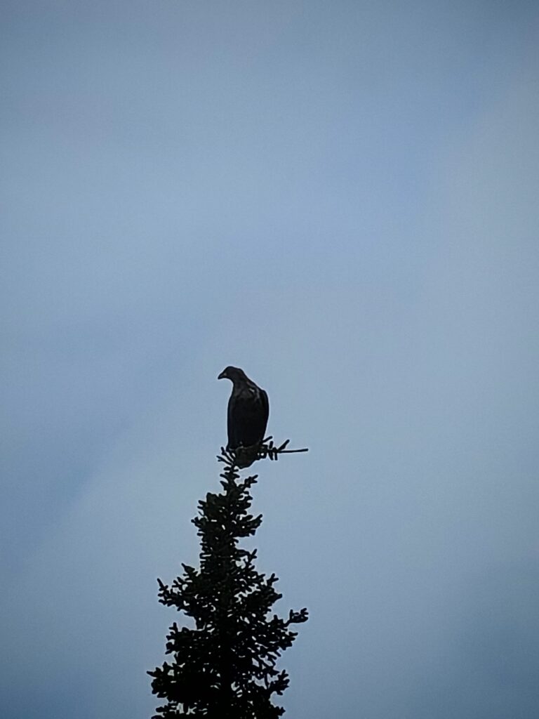 Merikotka istuu kuusen latvassa.