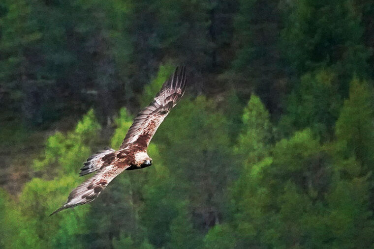 Lintu liit&auml;&auml; puunlatvojen yll&auml;.