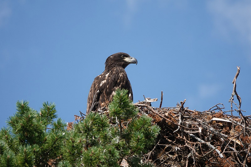 Kookas kotkanpoikanen istuu risupesässä sinistä taivasta vasten. Etualalla on männynoksia.