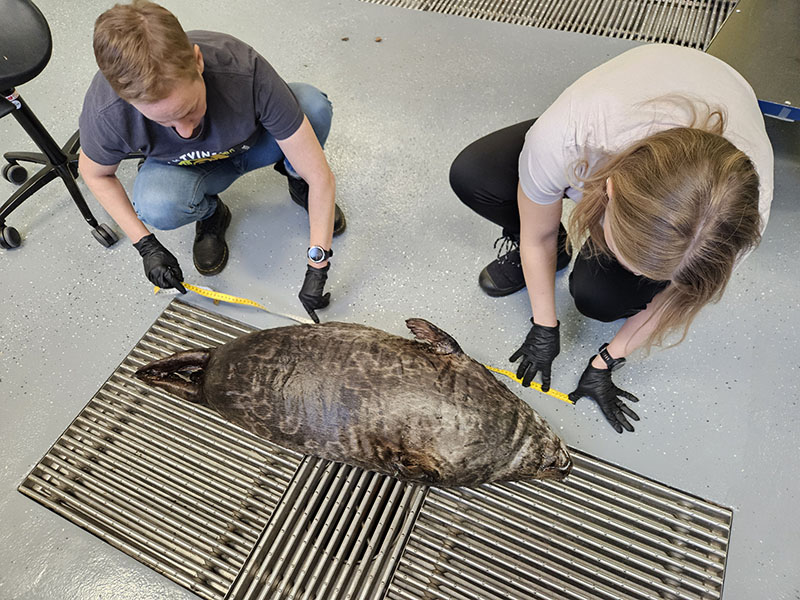 Kuollut norppa on lattialla ison lattiaritilän päällä. Kaksi henkilöä on kyykyssä norpan vieressä ja mittaa norpan pituutta.