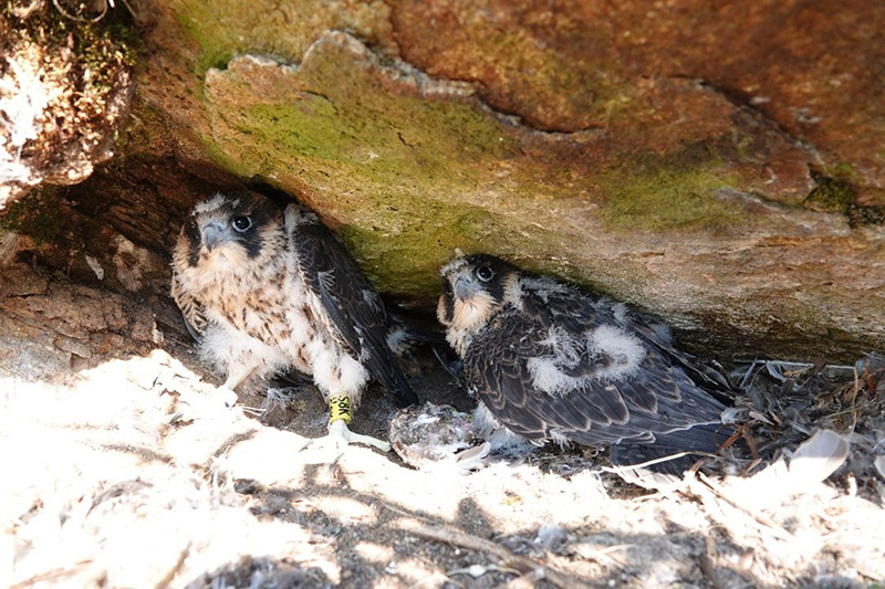 Kaksi muuttohaukan poikasta kalliopahdalla sijaitsevassa pesässä.