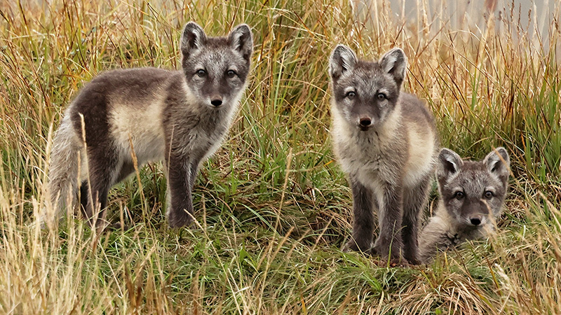 Kolme naalia maastossa.