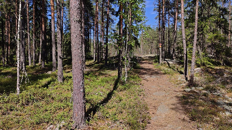 Merkitty reitti mäntykankaalla.