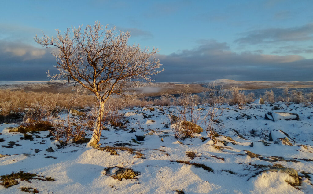 Tunturikoivu, luminen tunturimaisema taustalla.