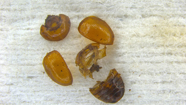 Anitys rubens fragmentteja, joista laji tunnistettiin.