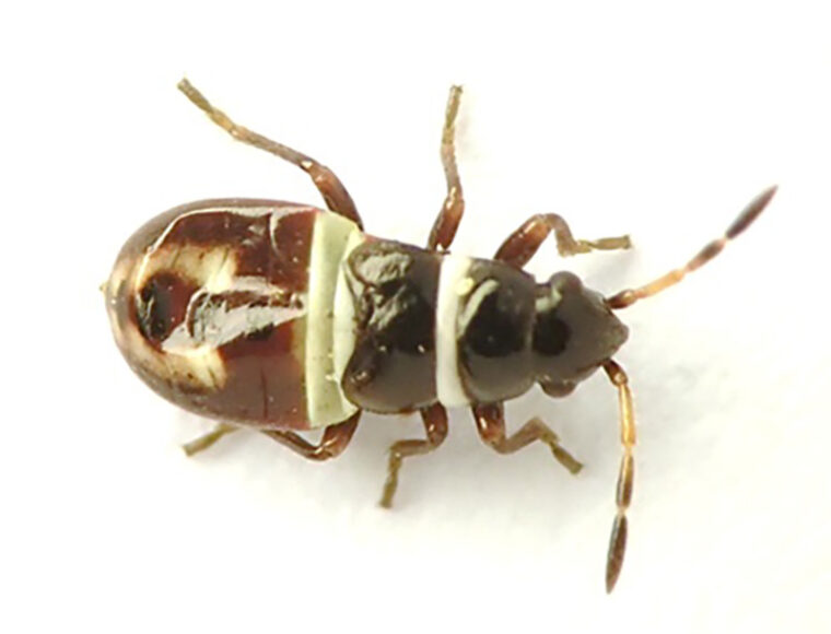 Heterogaster artemisiae nymfi.