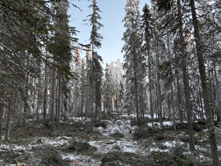 Poimintahakkuiden j&auml;lki&auml; mets&auml;ss&auml;.