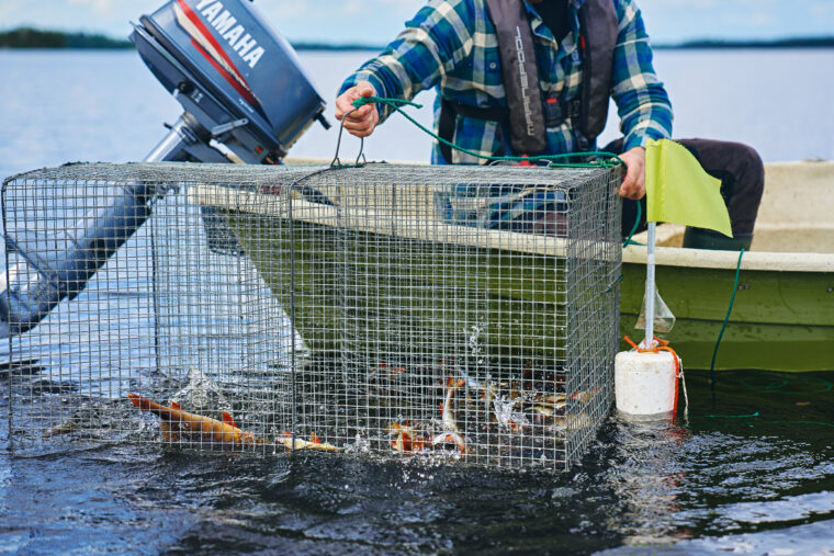 Veneess&auml; istuva ruutupaitainen henkil&ouml; nostaa katiskaa vedest&auml;.