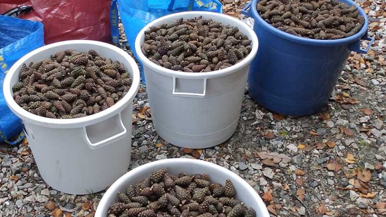 Kerättyjä käpyjä neljässä muovisangossa.