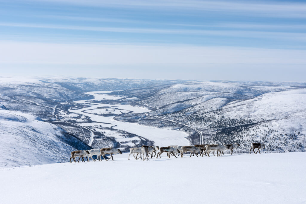 Reindeer on the snowy fell.
