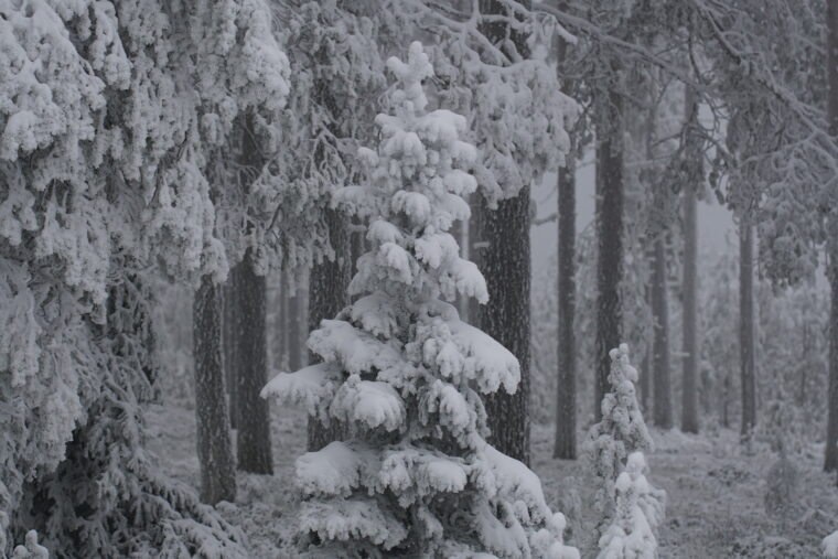 Luminen kuusi mets&auml;ss&auml;.