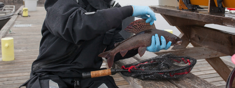 A researcher holds a grayling and examines the size of its fin.