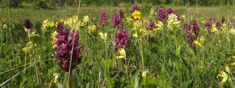 A variety of meadow flowers in different colours.
