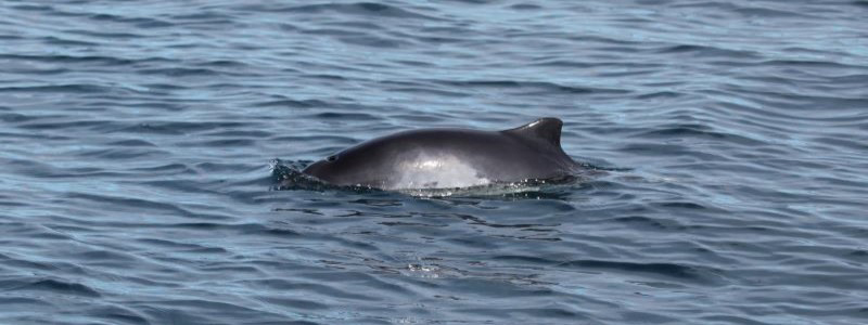 The back of a harbour porpoise at the water’s surface.