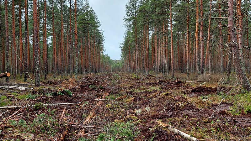 Ennallistettua ojaa reunustavat metsät.