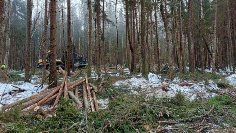 Metsätyökone ja työntekijä metsän keskellä. Etualalla kaadettuja puunrunkoja.