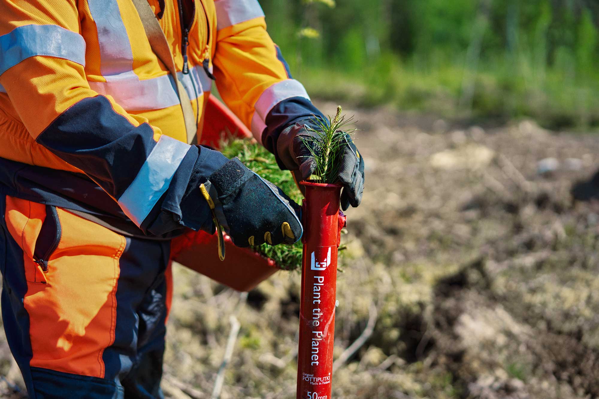 Henkilö tiputtamassa taimen pottiputkeen.