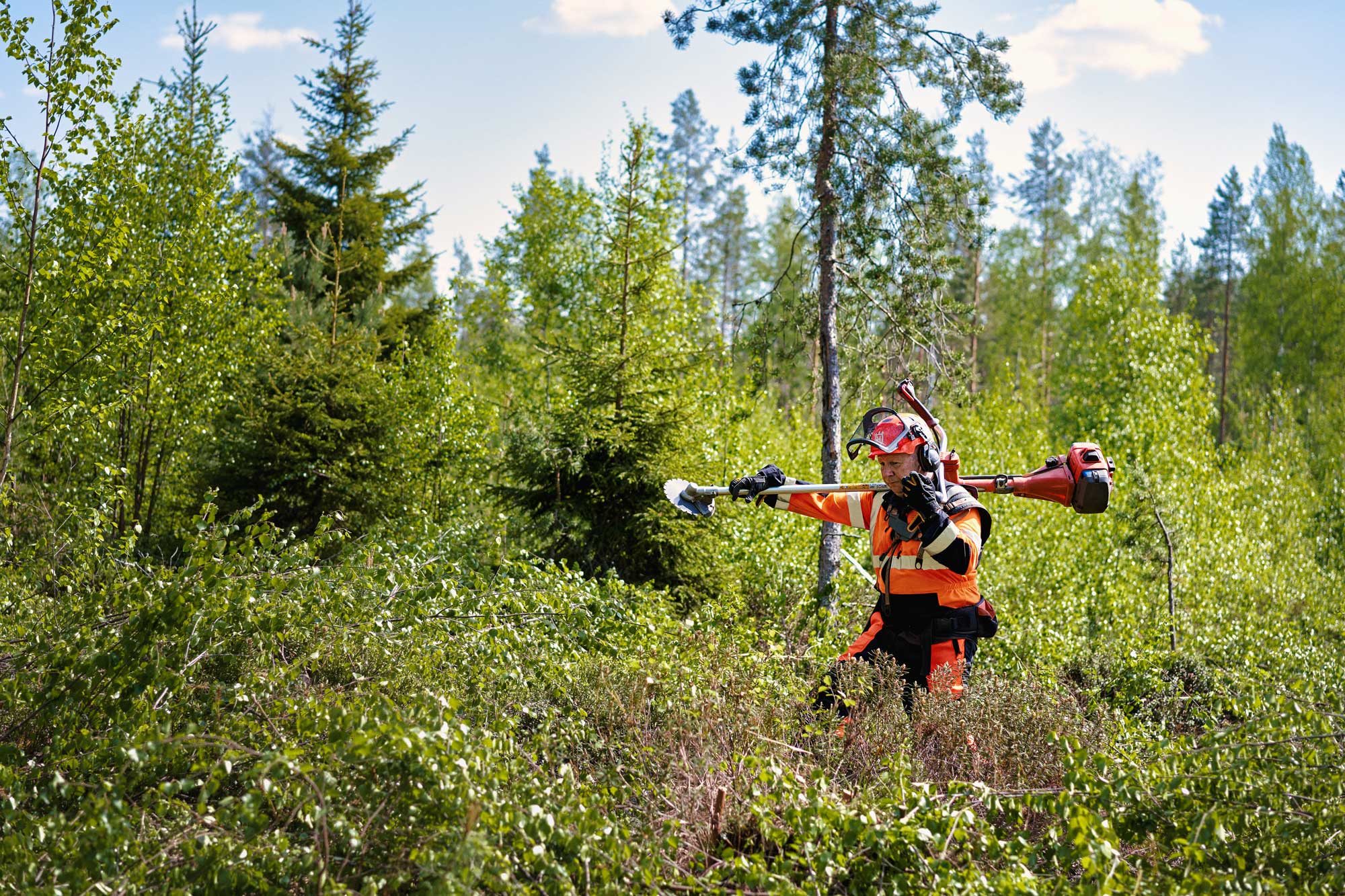 Metsuri kävelee taimikossa raivaussaha olallaan.