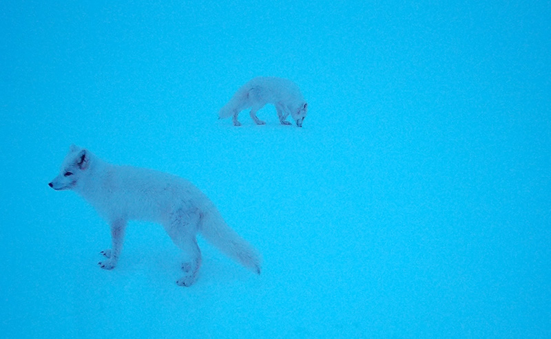 Kaksi talvipukuista naalia.