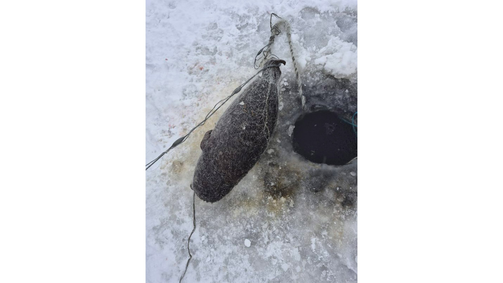 Kuollut kuutti on kietoutunut verkkoon jäällä, avannon vieressä.