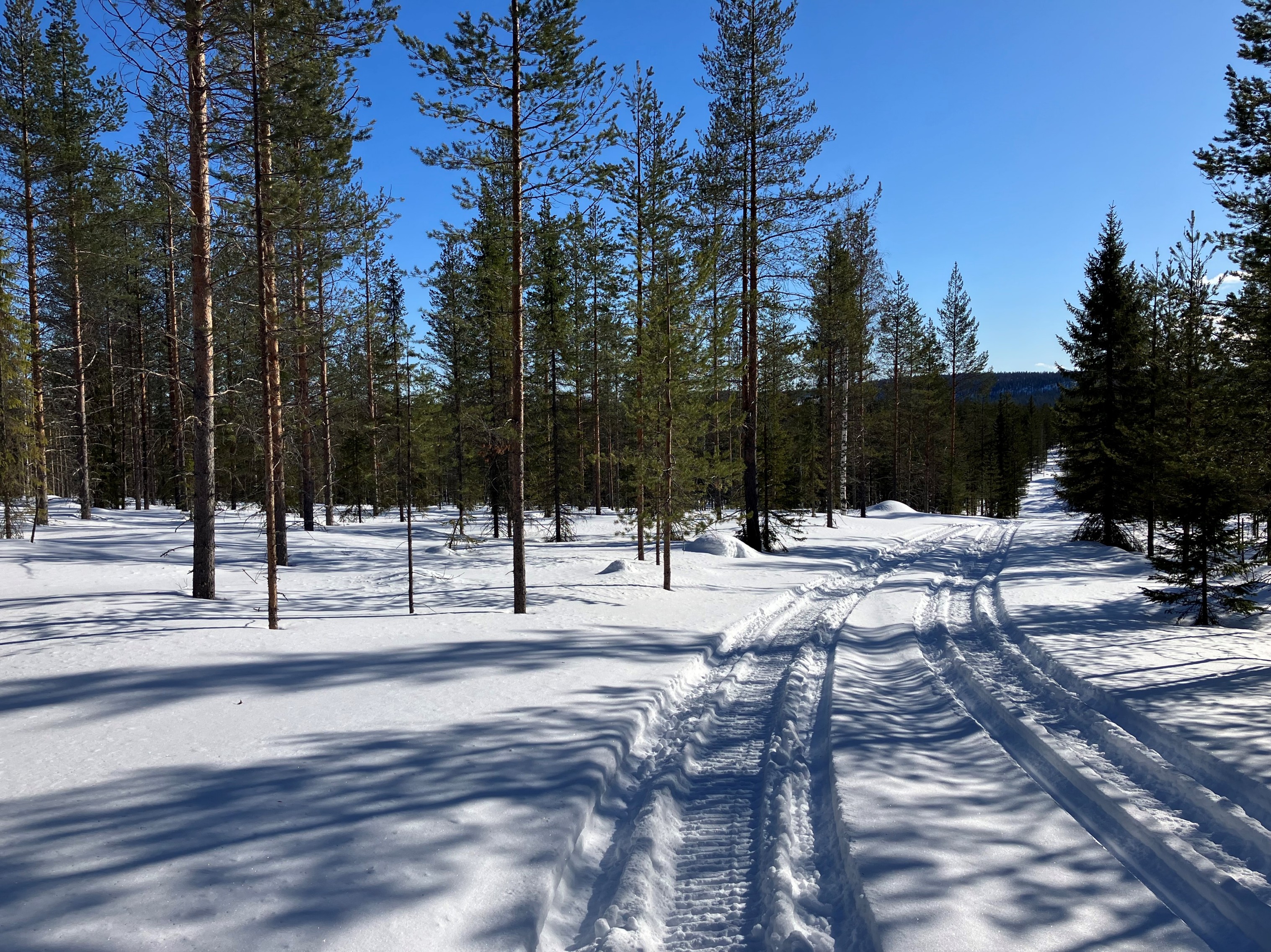 Mäntymetsää talvella, maa lumisena ja lumessa kulkee uria.