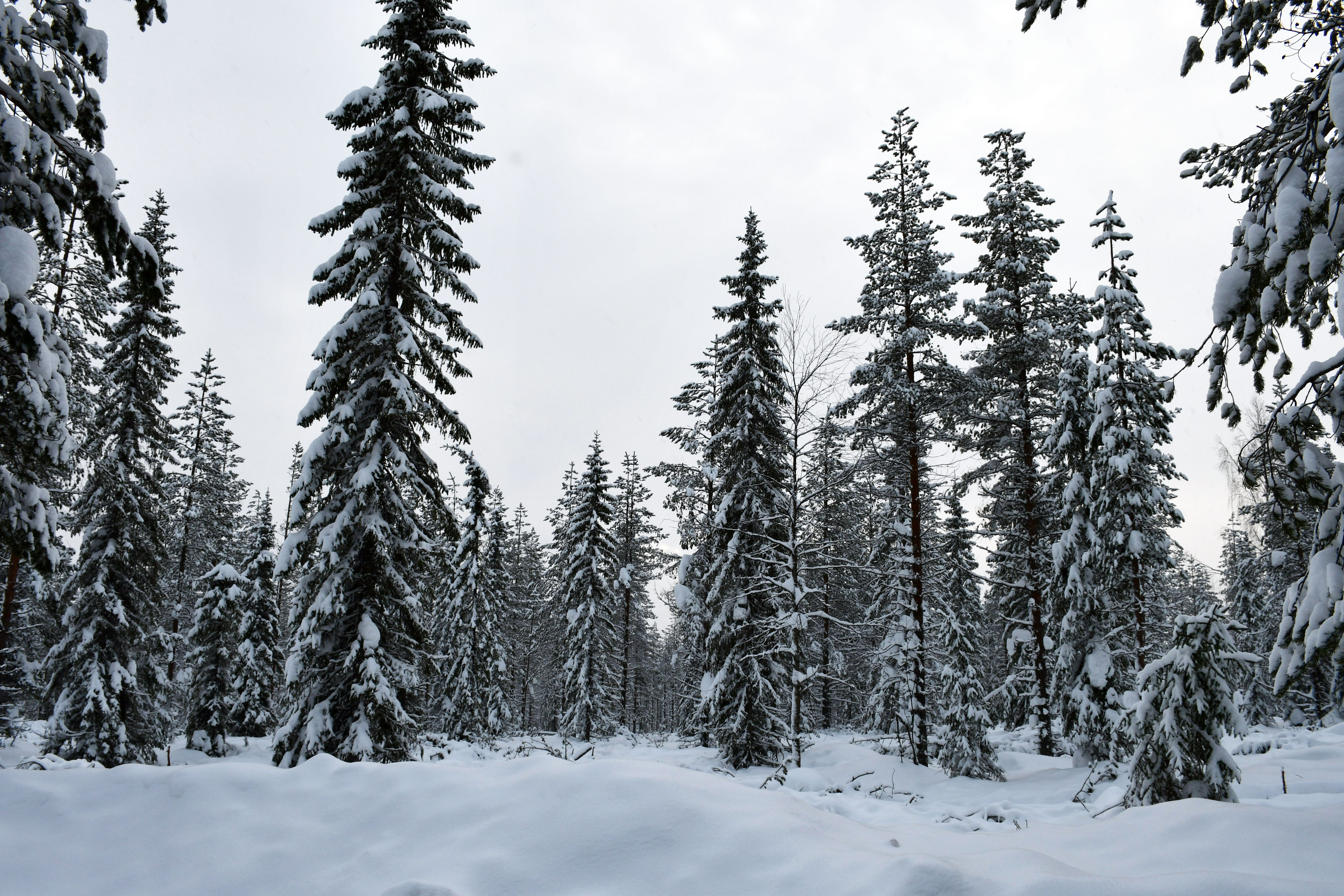 Talvinen metsä hakkuun jälkeen, puut lumessa.