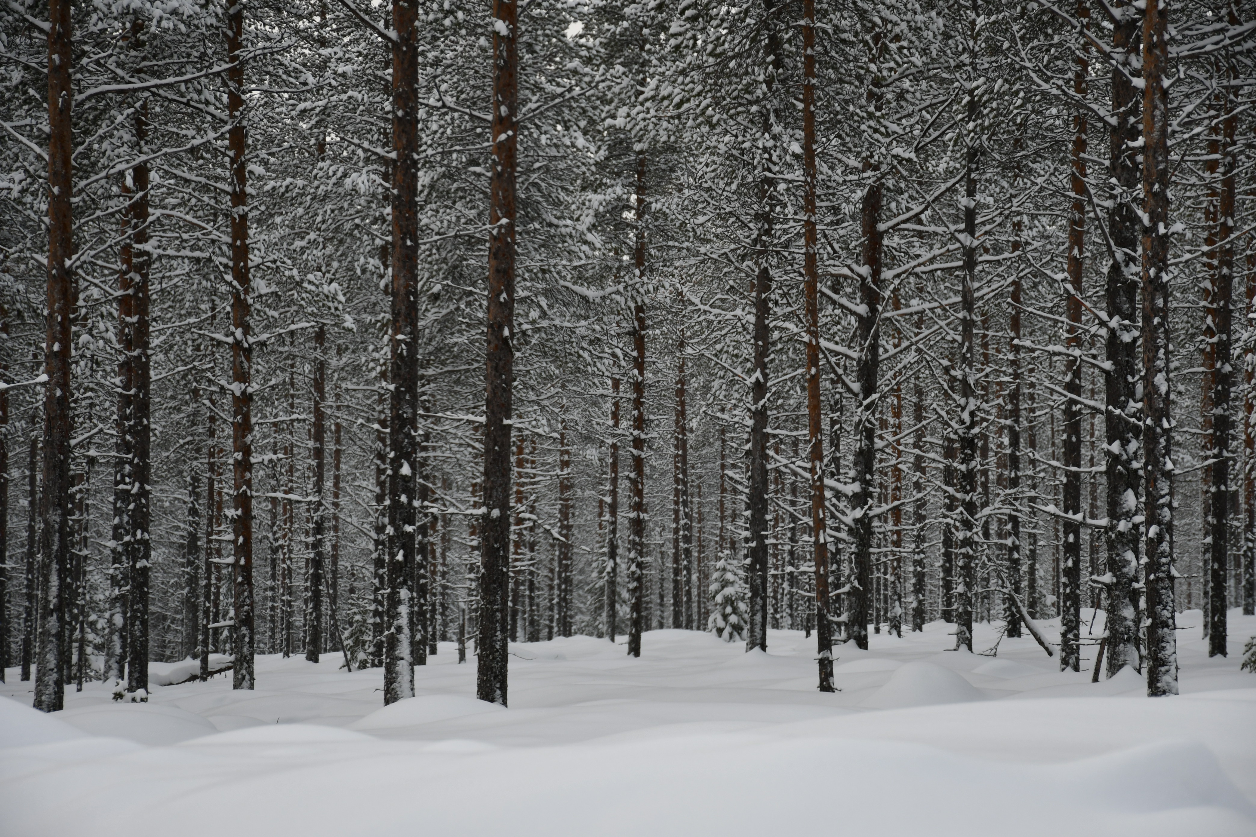 Talvista mäntymetsää lumisena.