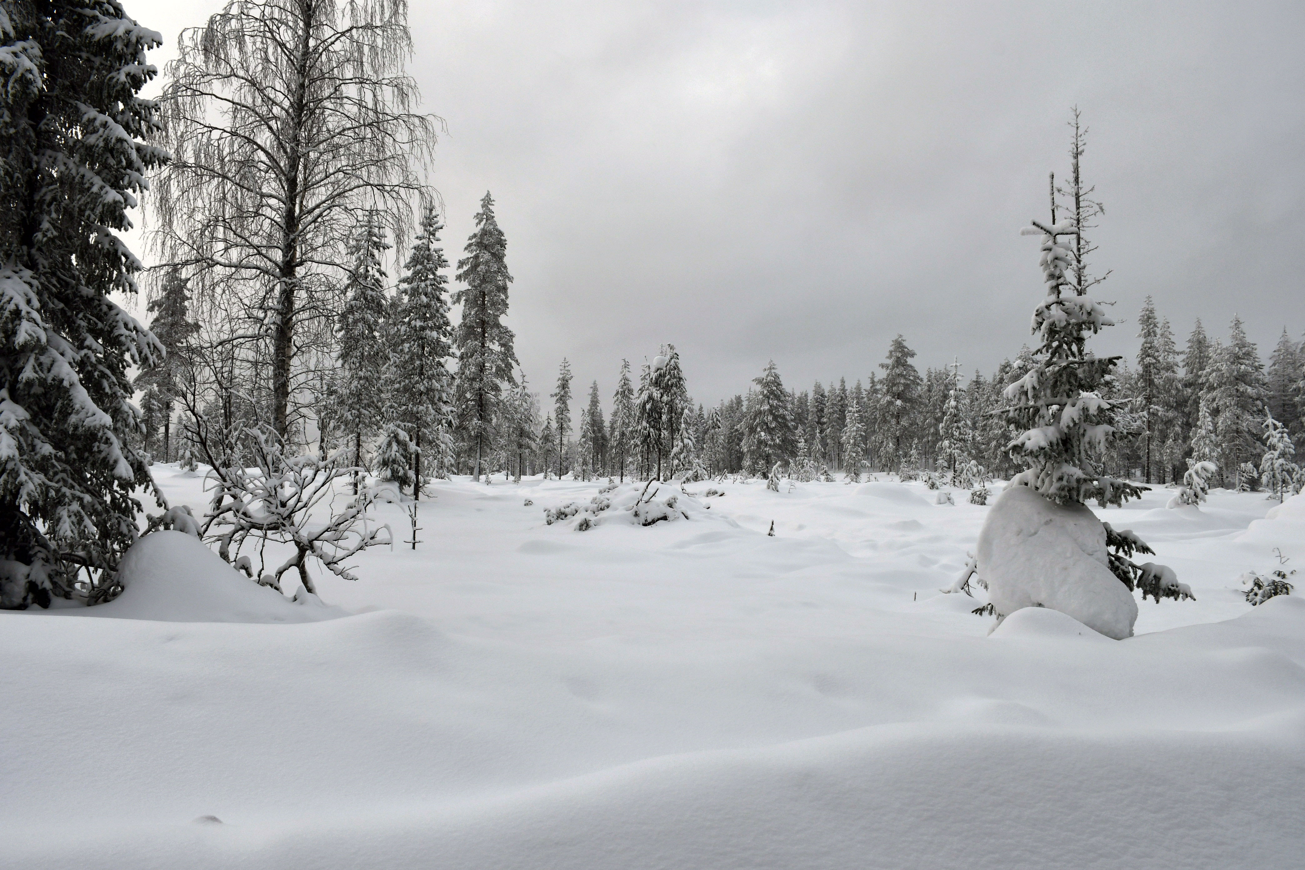 Talvinen metsa hakkuun jälkeen, paksu lumipeite ja lumisia puita.