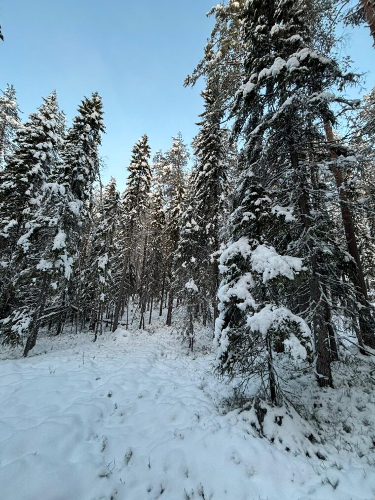 Lumista kuusivaltaista mets&auml;&auml;.