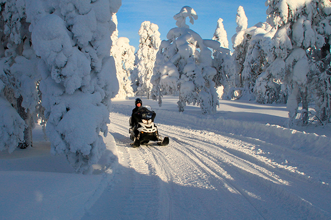 Moottorikelkkailija tykkylumisessa aurinkoisessa mets&auml;ss&auml;.